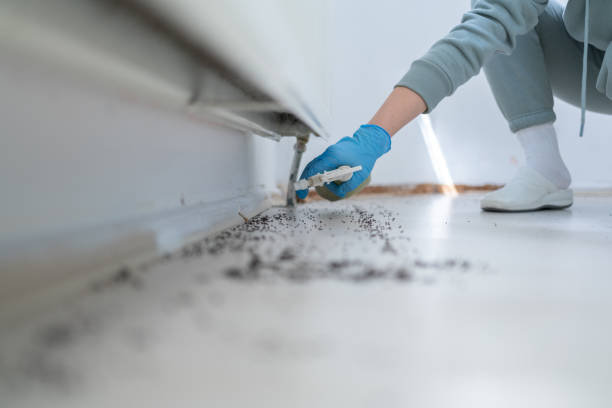 Best Insect Control  in Sacaton, AZ